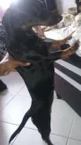 Cachorro raça Fila idade 7 a 11 meses nome Rochelle 