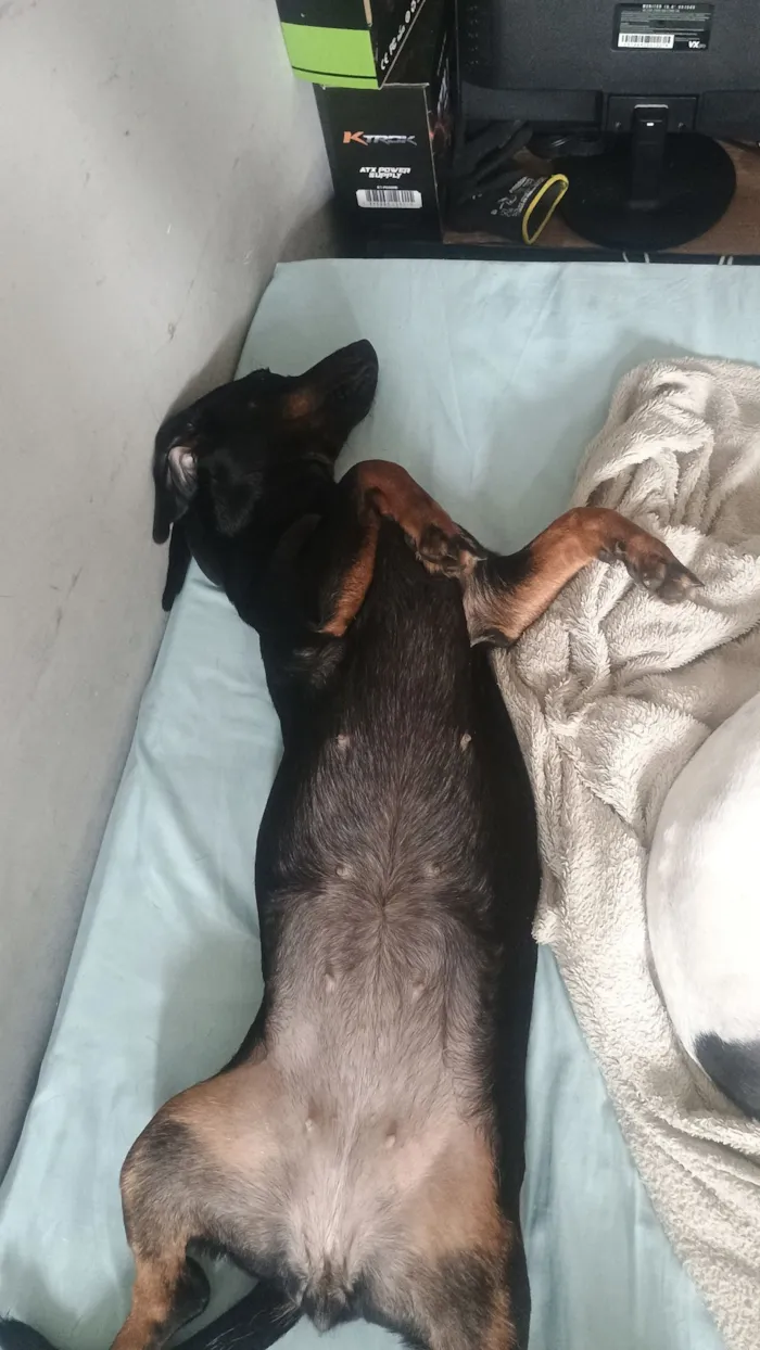 Cachorro raça Fila idade 7 a 11 meses nome Rochelle 