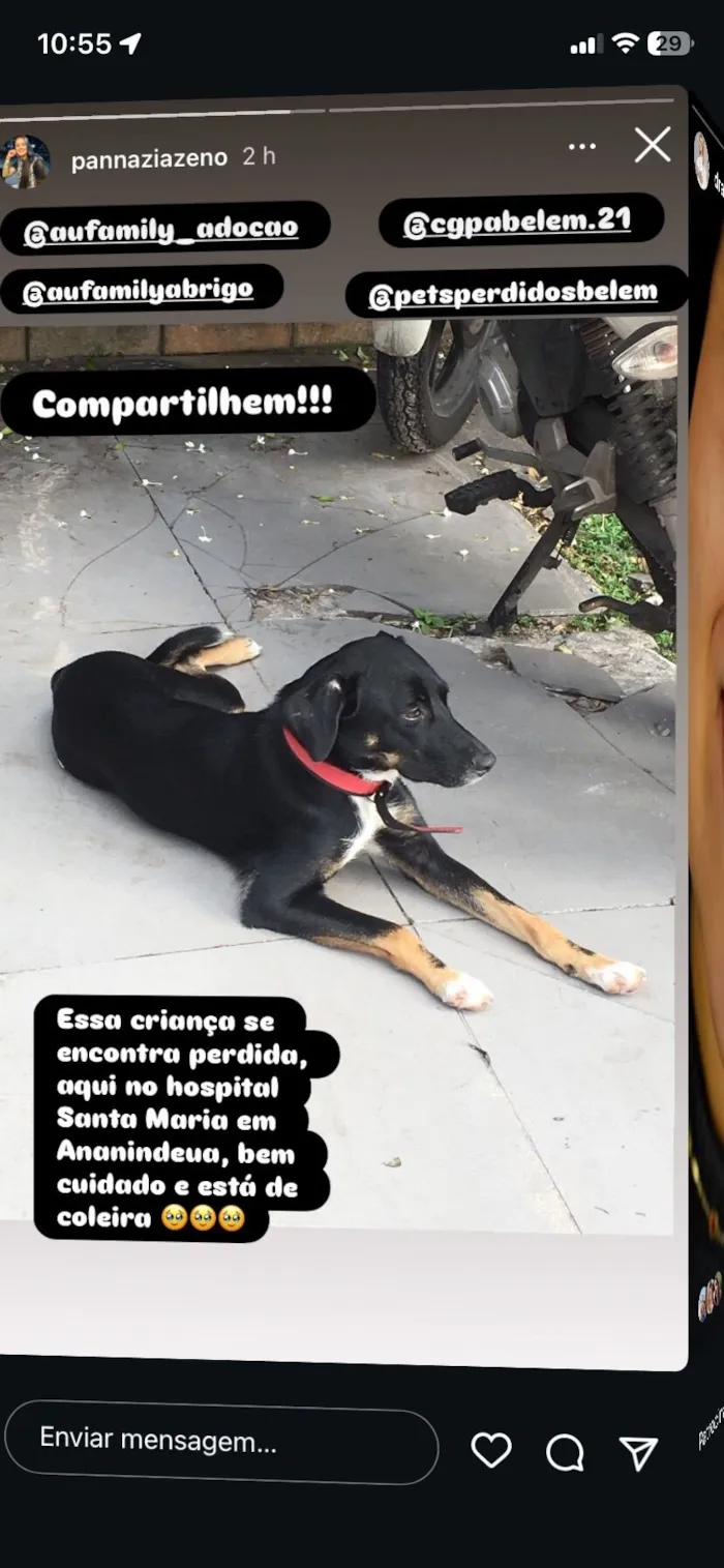 Cachorro raça SRD-ViraLata idade 2 anos nome Primcesa