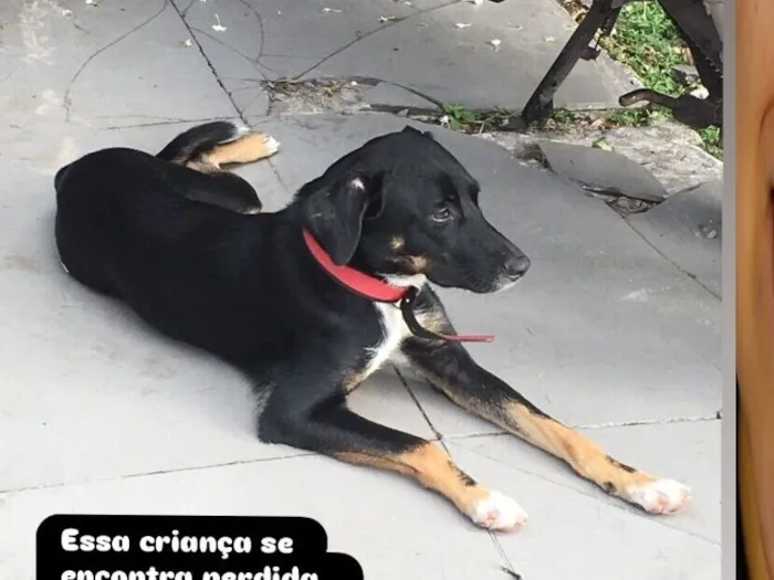 Cachorro raça SRD-ViraLata idade 2 anos nome Primcesa
