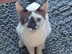 Gato raça SRD-ViraLata idade 2 a 6 meses nome Sem Nome