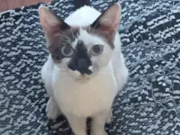 Gato raça SRD-ViraLata idade 2 a 6 meses nome Sem Nome