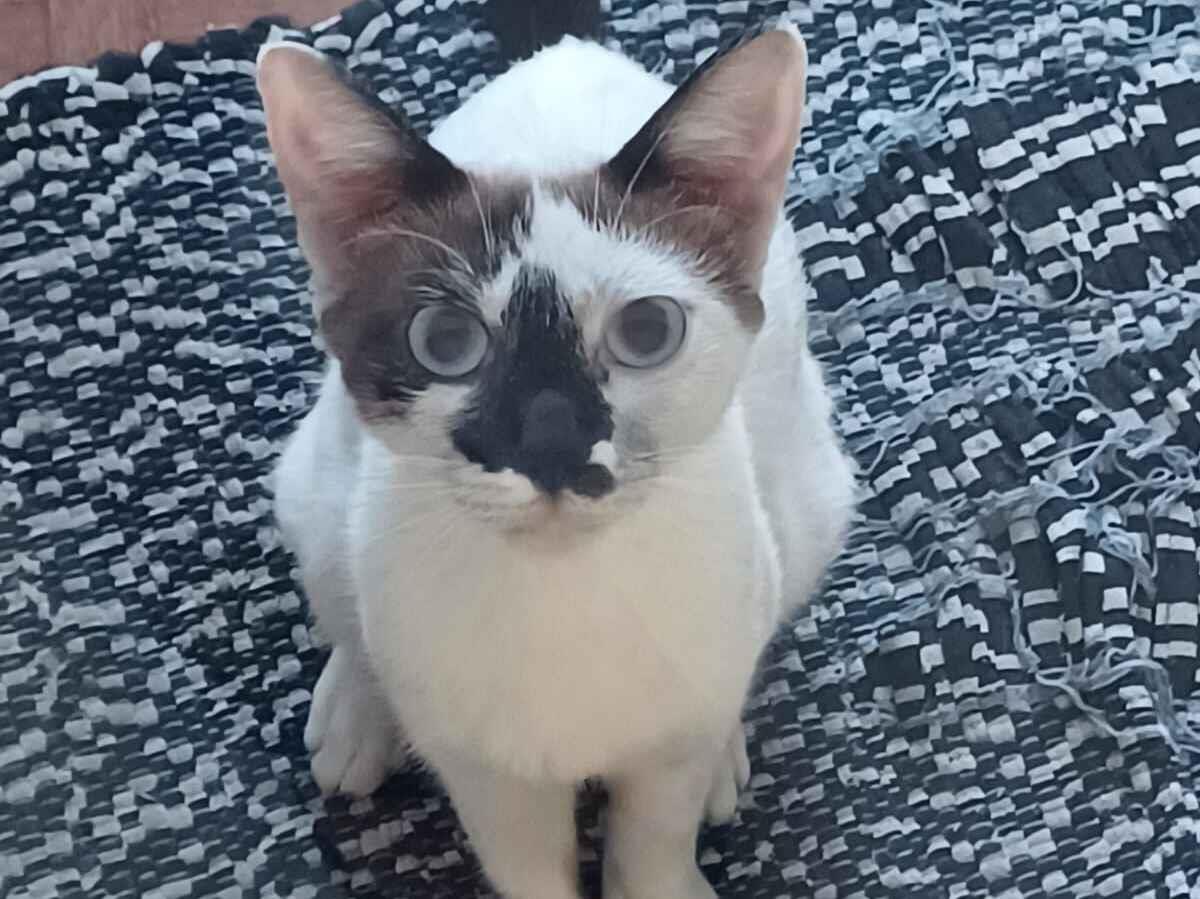 Gato raça SRD-ViraLata idade 2 a 6 meses nome Sem Nome