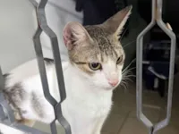 Gato raça SRD-ViraLata idade 7 a 11 meses nome Lilly