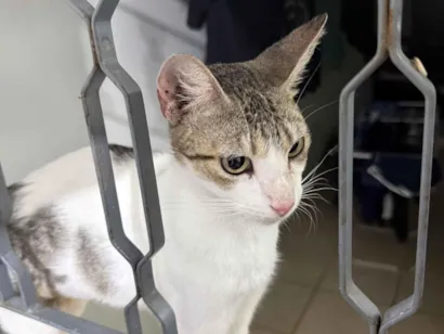 Gato raça SRD-ViraLata idade 7 a 11 meses nome Lilly