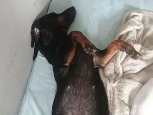 Cachorro raça Fila idade 7 a 11 meses nome Rochelle 