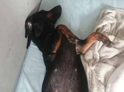 Cachorro raça Fila idade 7 a 11 meses nome Rochelle 