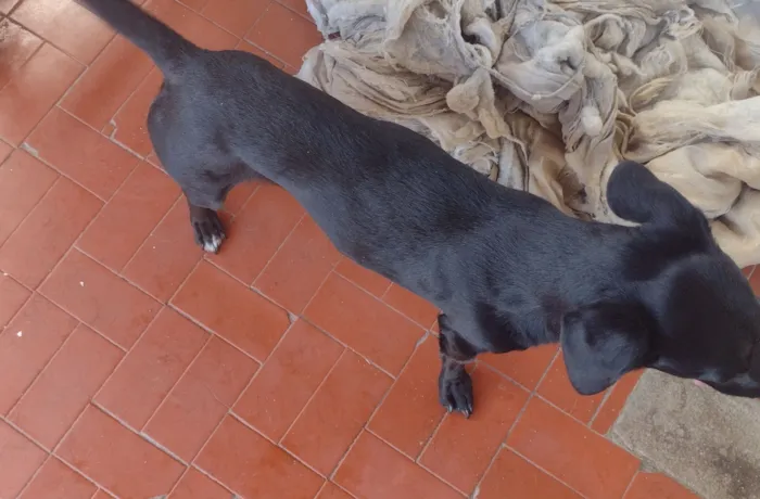 Cachorro raça Basset-mestiço idade 3 anos nome Berlô