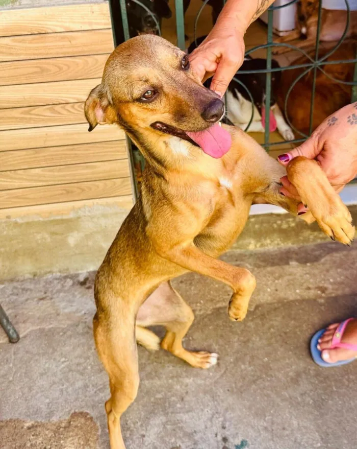 Cachorro raça SRD-ViraLata idade 3 anos nome Dolly