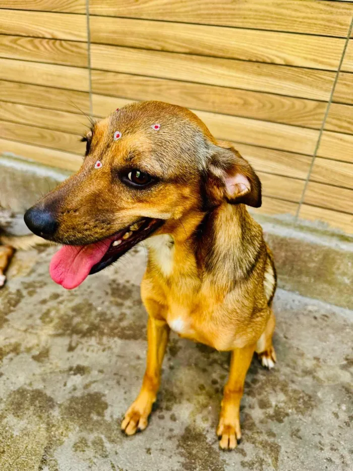 Cachorro raça SRD-ViraLata idade 3 anos nome Dolly