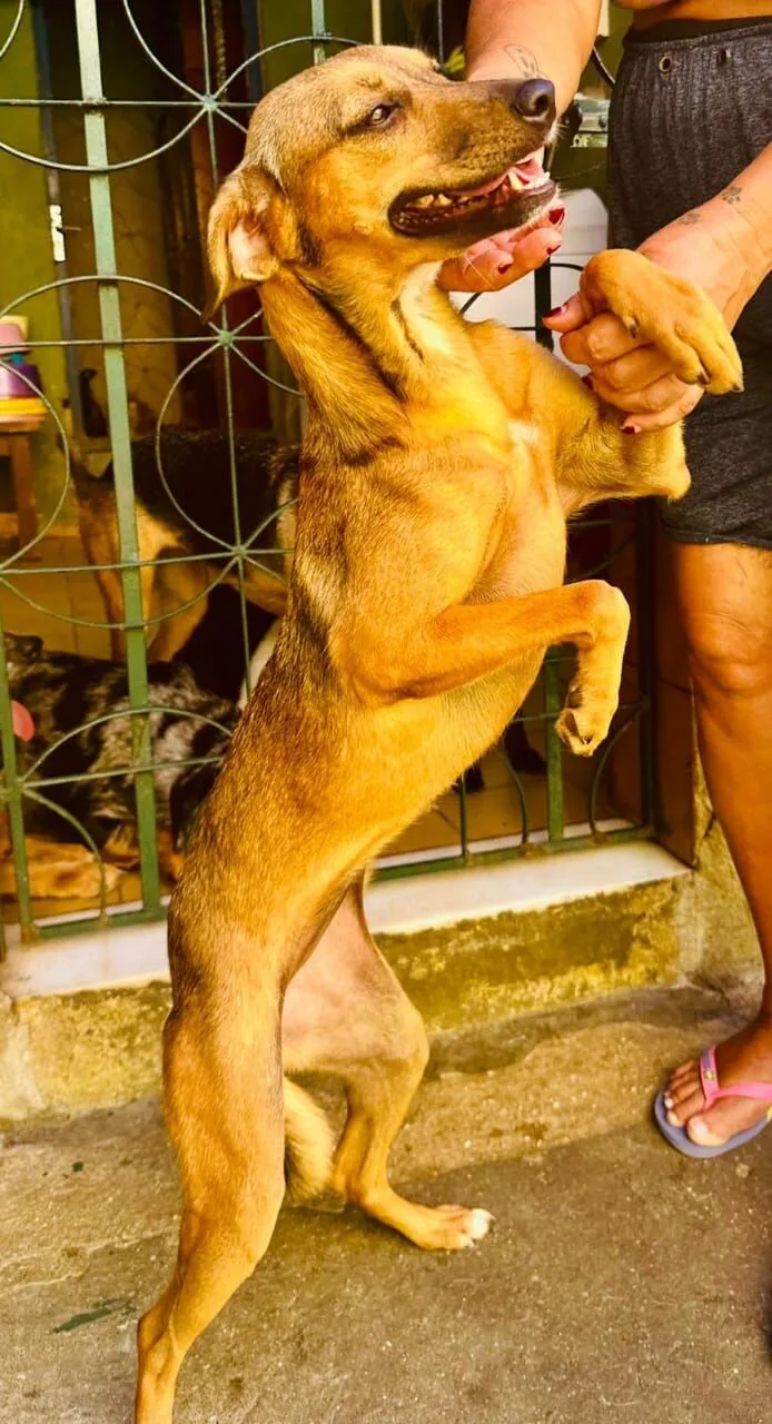 Cachorro raça SRD-ViraLata idade 3 anos nome Dolly
