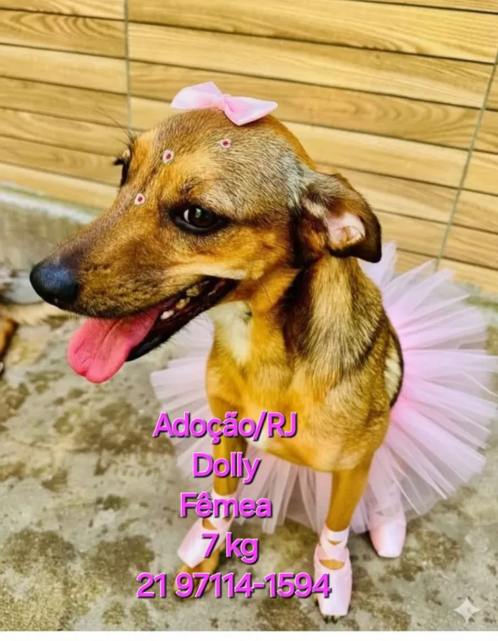Cachorro raça SRD-ViraLata idade 3 anos nome Dolly