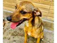 Cachorro raça SRD-ViraLata idade 3 anos nome Dolly