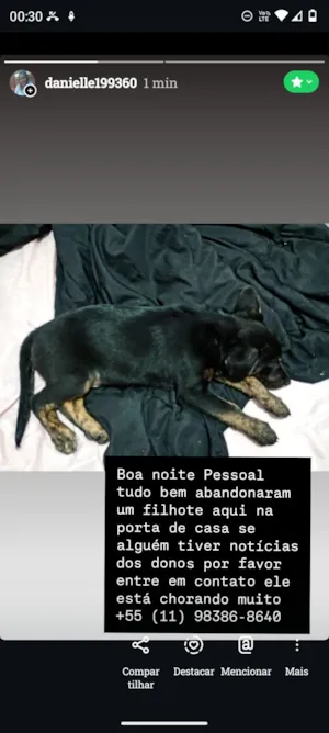 Cachorro raça SRD-ViraLata idade 7 a 11 meses nome Doação do Chorão 
