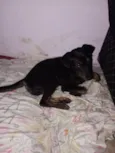 Cachorro raça SRD-ViraLata idade 7 a 11 meses nome Doação do Chorão 