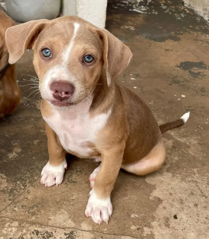 Cachorro raça SRD-ViraLata idade 2 a 6 meses nome Toddy