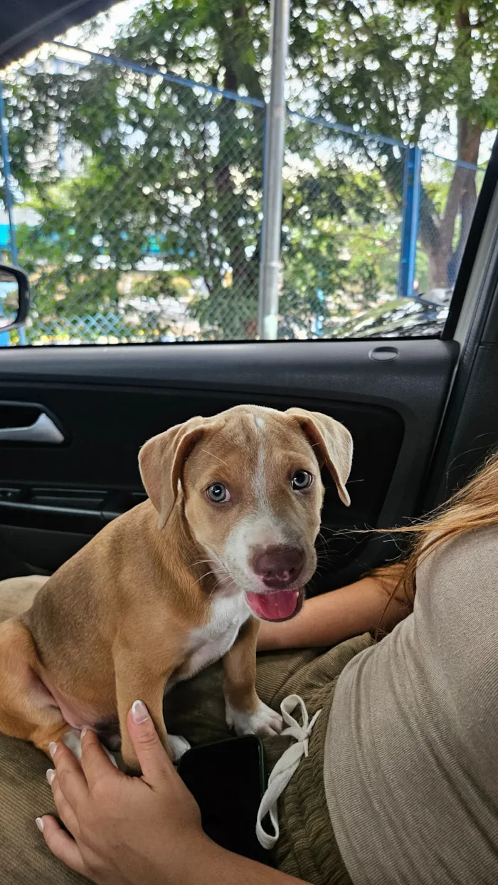 Cachorro raça SRD-ViraLata idade 2 a 6 meses nome Toddy