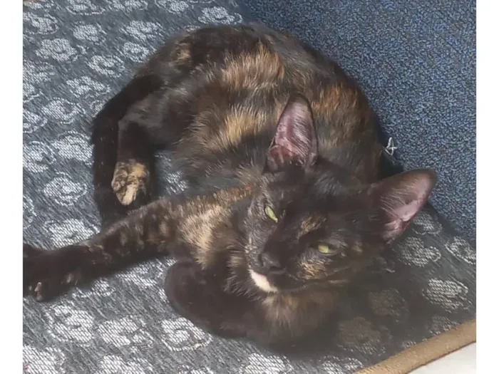 Gato raça SRD-ViraLata idade 7 a 11 meses nome Filó