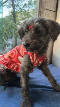 Cachorro raça SRD-ViraLata idade 1 ano nome Matilda 