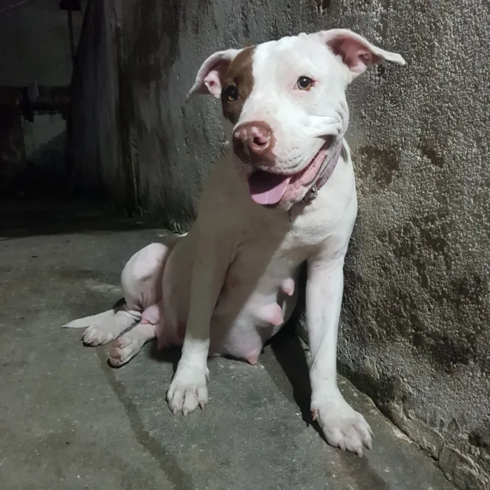 Cachorro raça Pit-Bull idade 7 a 11 meses nome Athena