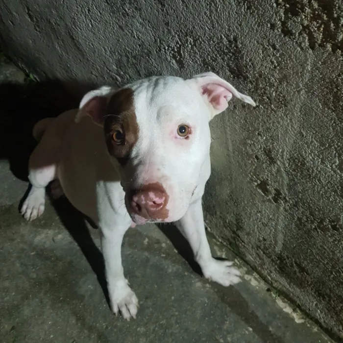 Cachorro raça Pit-Bull idade 7 a 11 meses nome Athena