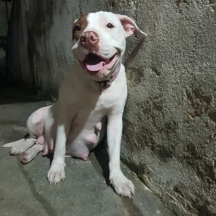 Cachorro raça Pit-Bull idade 7 a 11 meses nome Athena