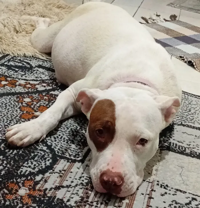 Cachorro raça Pit-Bull idade 7 a 11 meses nome Athena