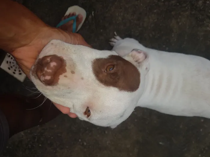 Cachorro raça Pit-Bull idade 7 a 11 meses nome Athena