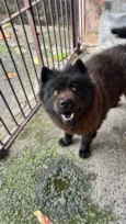 Cachorro raça Chow Chow idade 6 ou mais anos nome Teed 