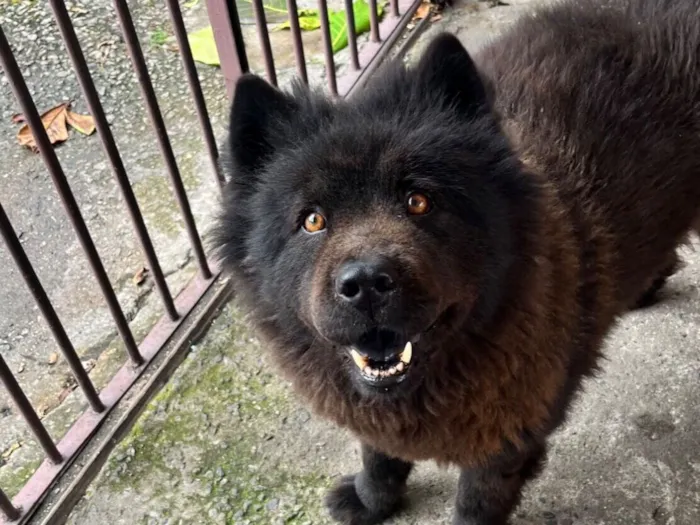 Cachorro raça Chow Chow idade 6 ou mais anos nome Teed 