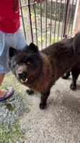 Cachorro raça Chow Chow idade 6 ou mais anos nome Teed 