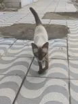 Gato siamês encontrado próximo a passarela de neopolis