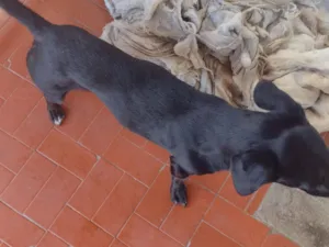Cachorro raça Basset-mestiço idade 3 anos nome Berlô