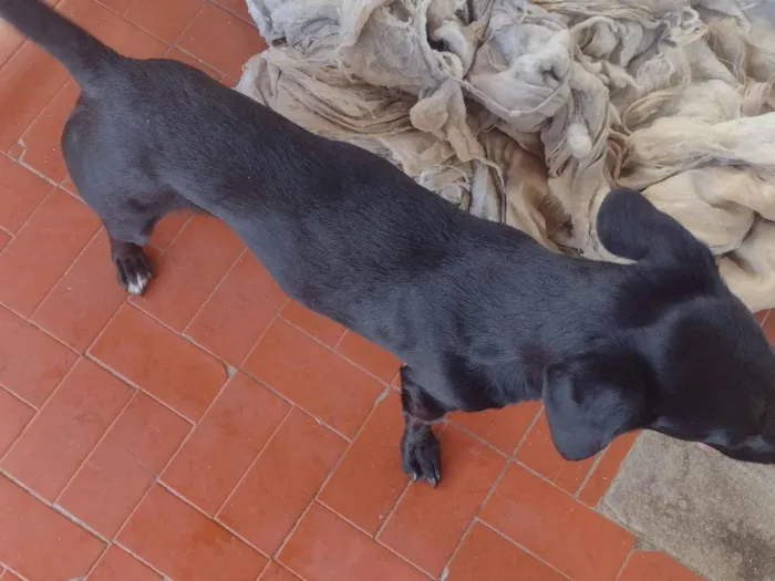 Cachorro raça Basset-mestiço idade 3 anos nome Berlô