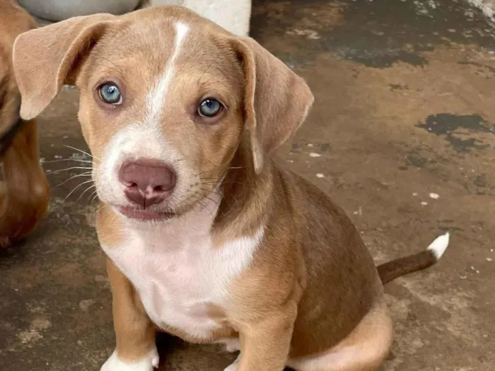 Cachorro raça SRD-ViraLata idade 2 a 6 meses nome Toddy