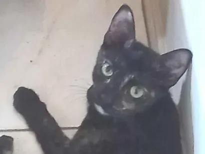 Gato raça SRD-ViraLata idade 7 a 11 meses nome Filó