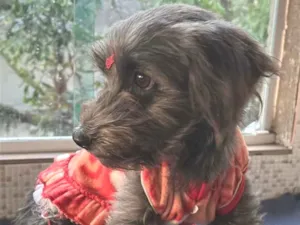 Cachorro raça SRD-ViraLata idade 1 ano nome Matilda 