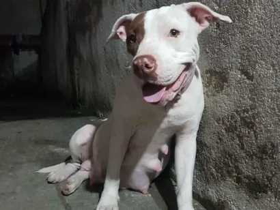 Cachorro raça Pit-Bull idade 7 a 11 meses nome Athena