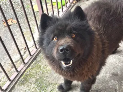 Cachorro raça Chow Chow idade 6 ou mais anos nome Teed 