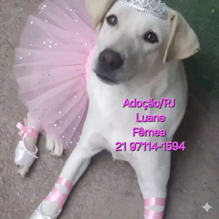 Cachorro raça SRD-ViraLata idade 3 anos nome Luane 