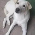 Cachorro raça SRD-ViraLata idade 3 anos nome Luane 