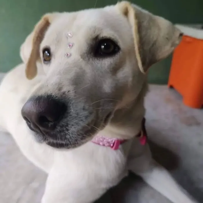 Cachorro raça SRD-ViraLata idade 3 anos nome Luane 