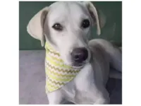 Cachorro raça SRD-ViraLata idade 3 anos nome Luane 