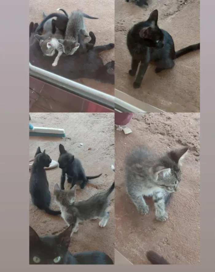 Gato raça SRD-ViraLata idade 2 a 6 meses nome Ainda sem nome