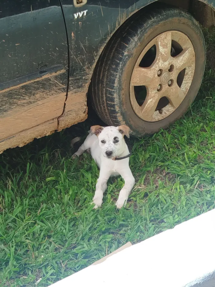 Cachorro raça SRD-ViraLata idade Abaixo de 2 meses nome Ela