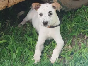 Cachorro raça SRD-ViraLata idade Abaixo de 2 meses nome Ela