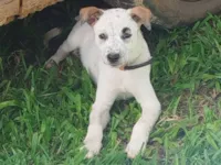 Cachorro raça SRD-ViraLata idade Abaixo de 2 meses nome Ela