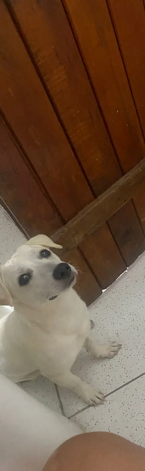 Cachorro raça SRD-ViraLata idade 7 a 11 meses nome Carolliny 