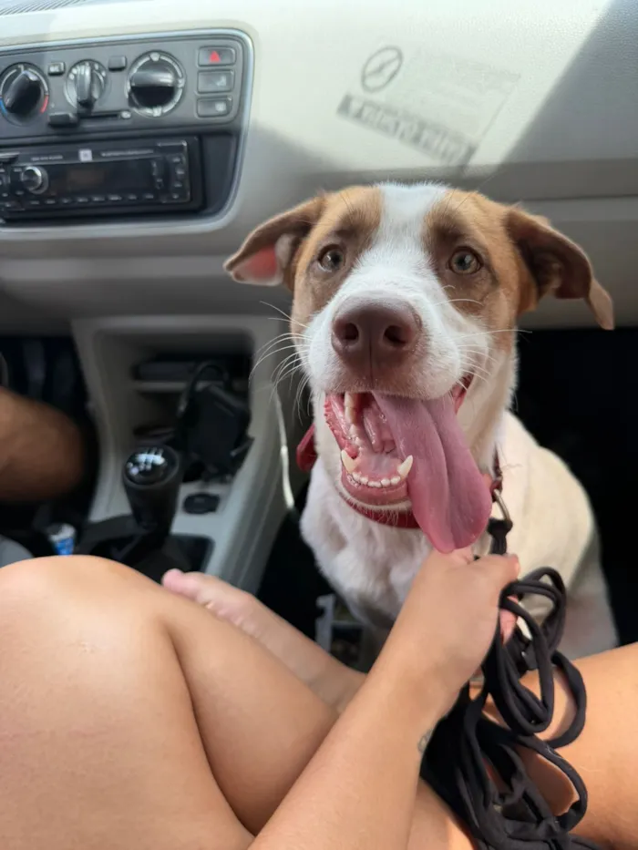 Cachorro raça SRD-ViraLata idade 7 a 11 meses nome Bucky