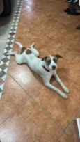 Cachorro raça SRD-ViraLata idade 7 a 11 meses nome Bucky